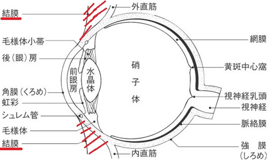 はやり目 流行性結膜炎 池袋サンシャイン通り眼科診療所