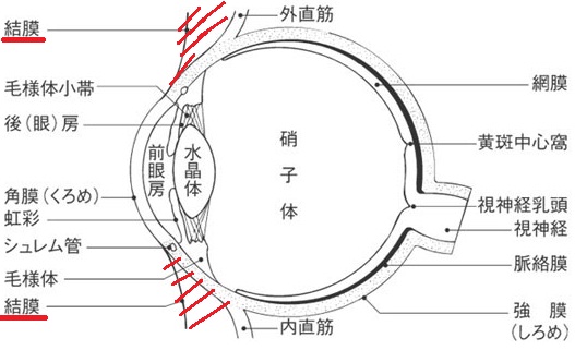 瞼裂斑炎 池袋サンシャイン通り眼科診療所
